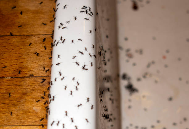 Best Best Pest Control Companies  in Prices Fork, VA